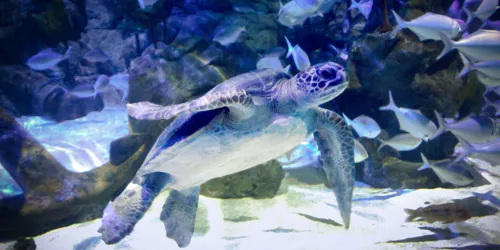 Taka Turtle Copy
