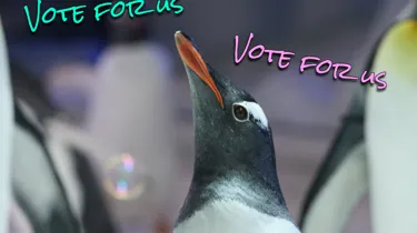 Vote For Us.JPG