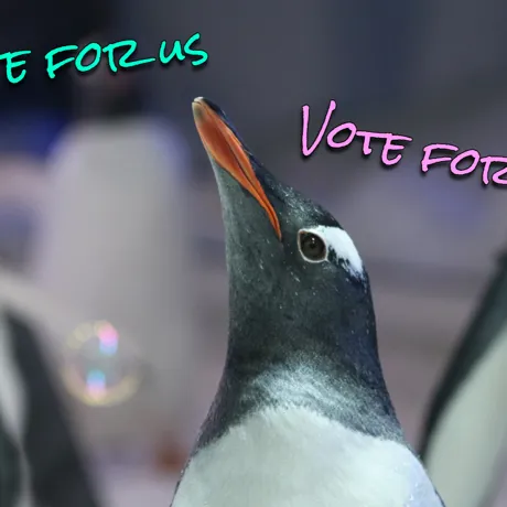 Vote For Us.JPG