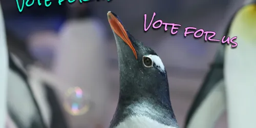 Vote For Us.JPG