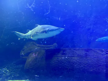 Shark