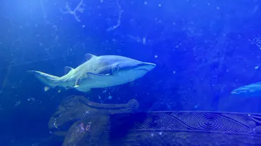 Shark