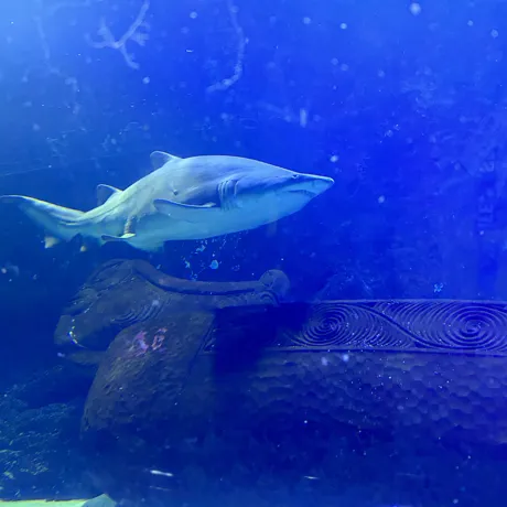 Shark