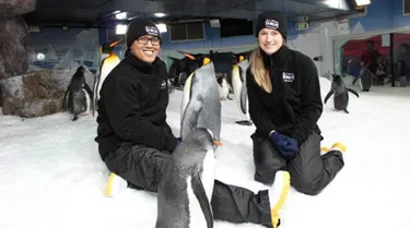 Penguin Discovery 2