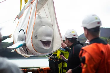 Copy Of BELUGA 19