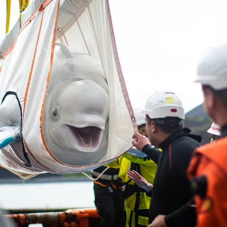 Copy Of BELUGA 19