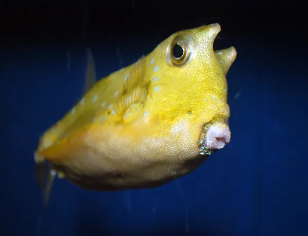 Cow Colored Fish Aquarium Gallery - Tropical Fish and Colourful Fish Species
