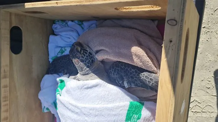 Turtle Being Transported