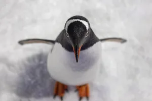 SLKT Penguin Passport 10038