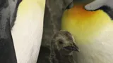 SLKTA King Chick 2021 (1)