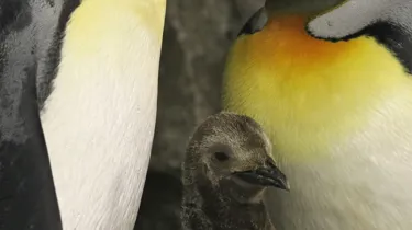 SLKTA King Chick 2021 (1)