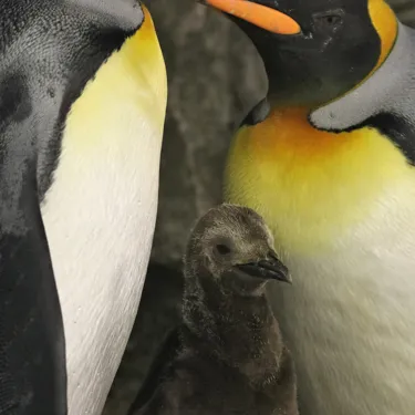 SLKTA King Chick 2021 (1)