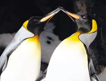King penguins kissing