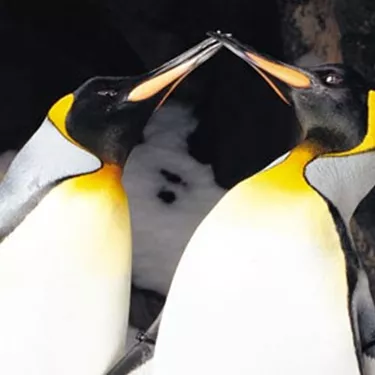 King penguins kissing