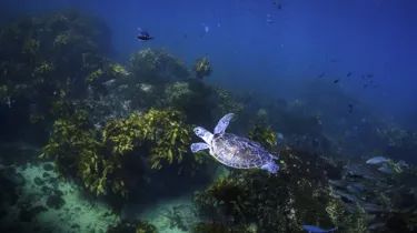 Turtle Release