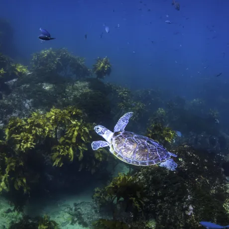 Turtle Release