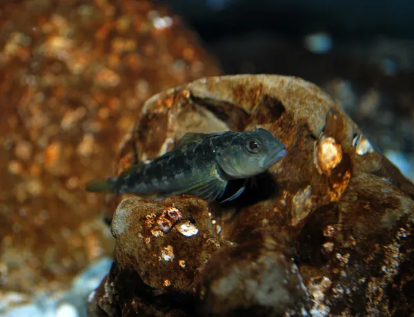 Magic Memories 059 Triplefin