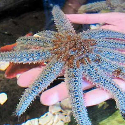 Sea Star Profile