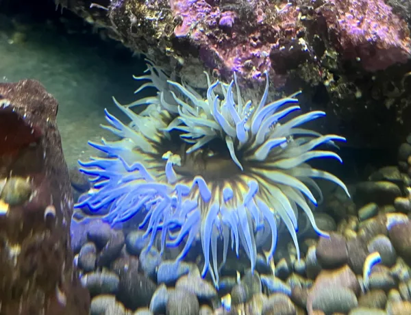 Anenome 2