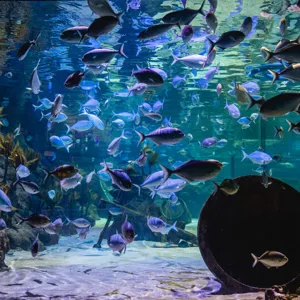 Kelly's Cove Window 800X533