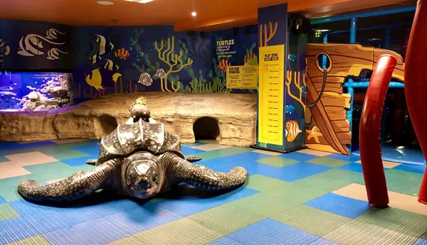 Leatherback turtle at SEA LIFE Kelly Tarlton's