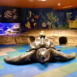 Leatherback turtle at SEA LIFE Kelly Tarlton's
