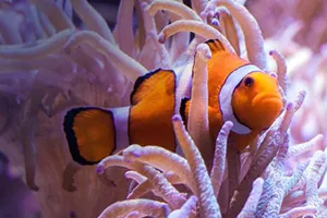 Clown Anemonefish