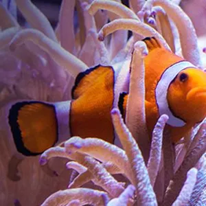 Clown Anemonefish