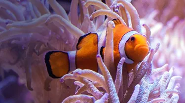 Clown Anemonefish