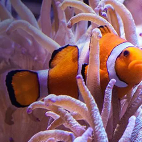 Clown Anemonefish
