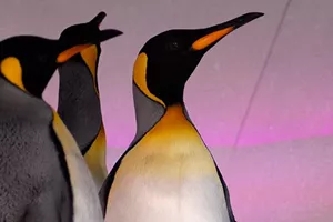 3 penguins looking up
