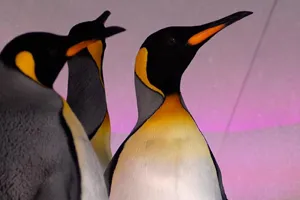 3 penguins looking up