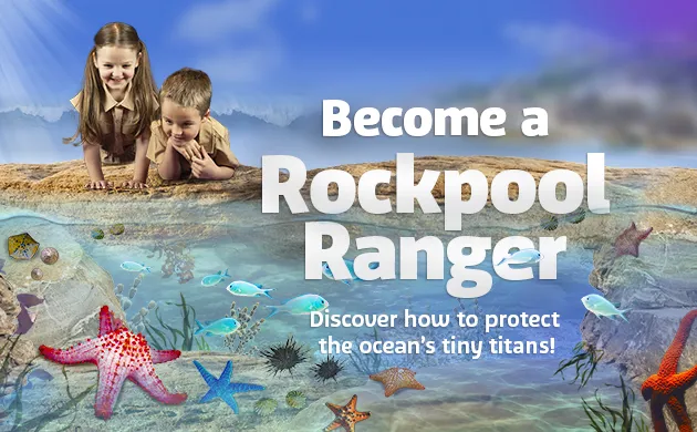 SL Rockpools Fatract 630X390px SLS