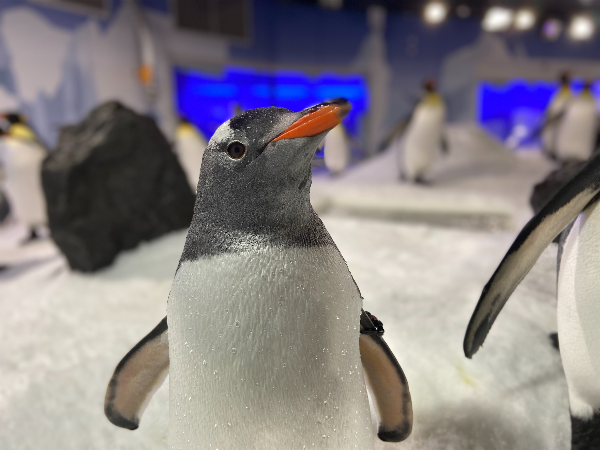 Zoi Gentoo Penguin