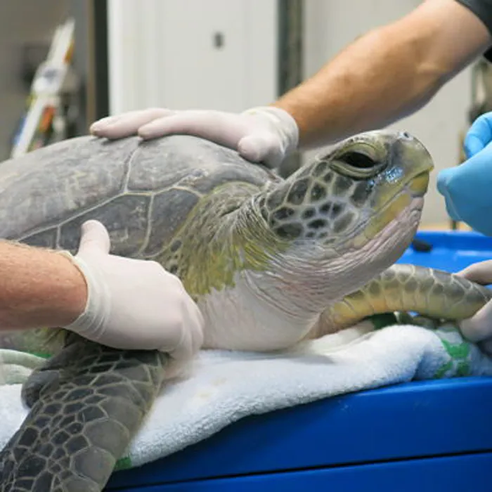 Turtle Rehabilitation SEA LIFE Kelly Tarlton's Aquarium