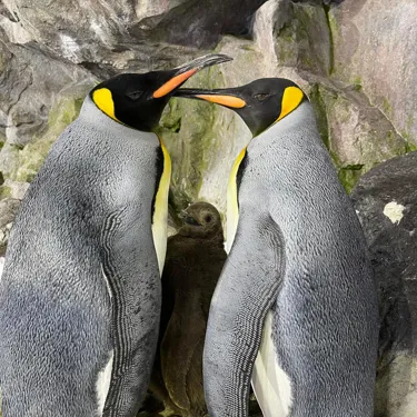 New Chick 2022 Parents Primo