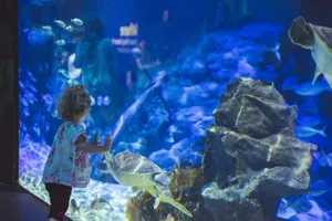 A Child Watches One Of The Turtles In Turtle Rescue