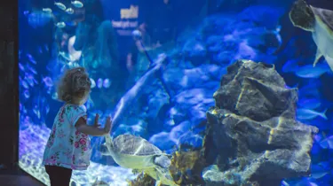 A Child Watches One of The Turtles in Turtle Rescue