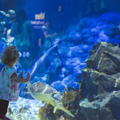A Child Watches One of The Turtles in Turtle Rescue