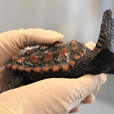 Puck The Loggerhead 2