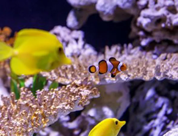 Fish Gallery Cta