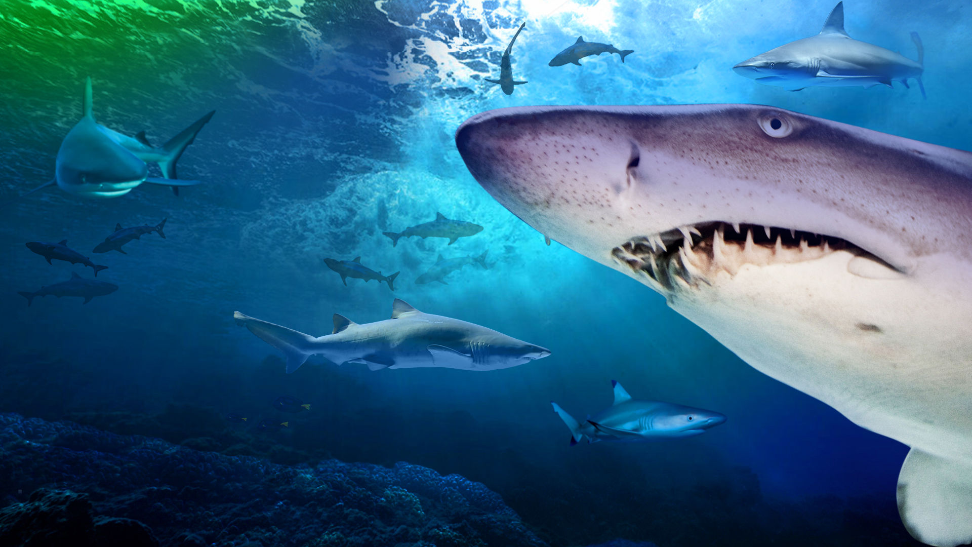 Kelly Tarlton's SEA LIFE Aquarium