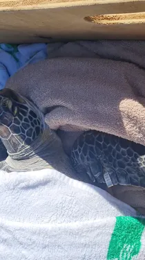 2 Turtle