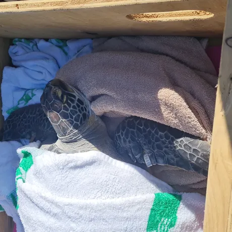 2 Turtle