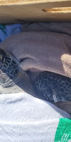 2 Turtle