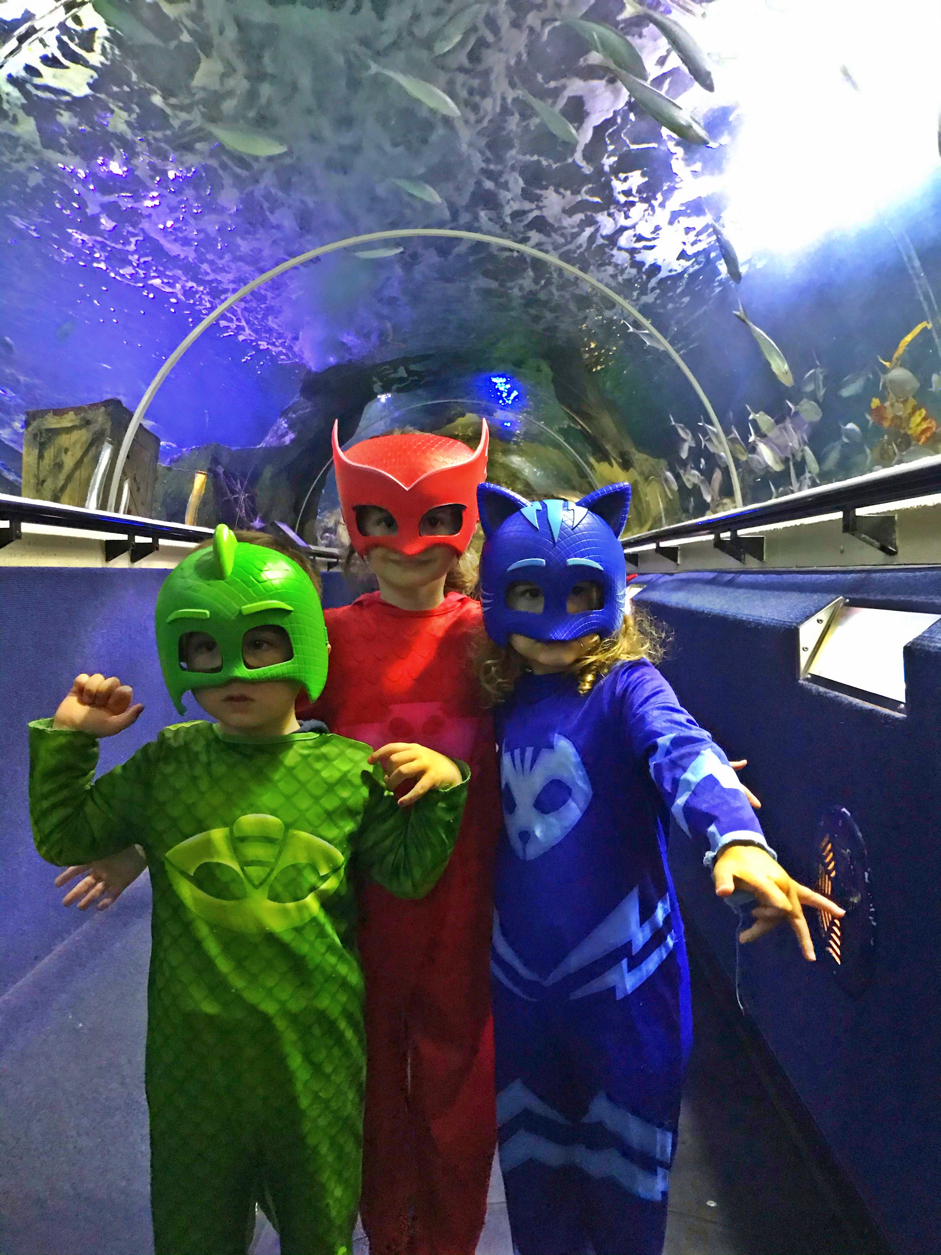 PJ Mask Free Entry Picture
