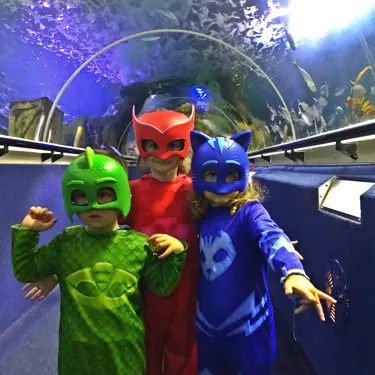 PJ Mask Free Entry Picture