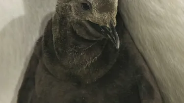 King Chick 2021