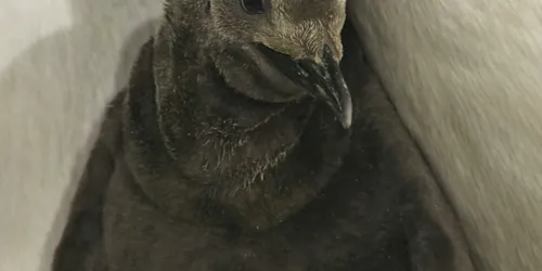 King Chick 2021