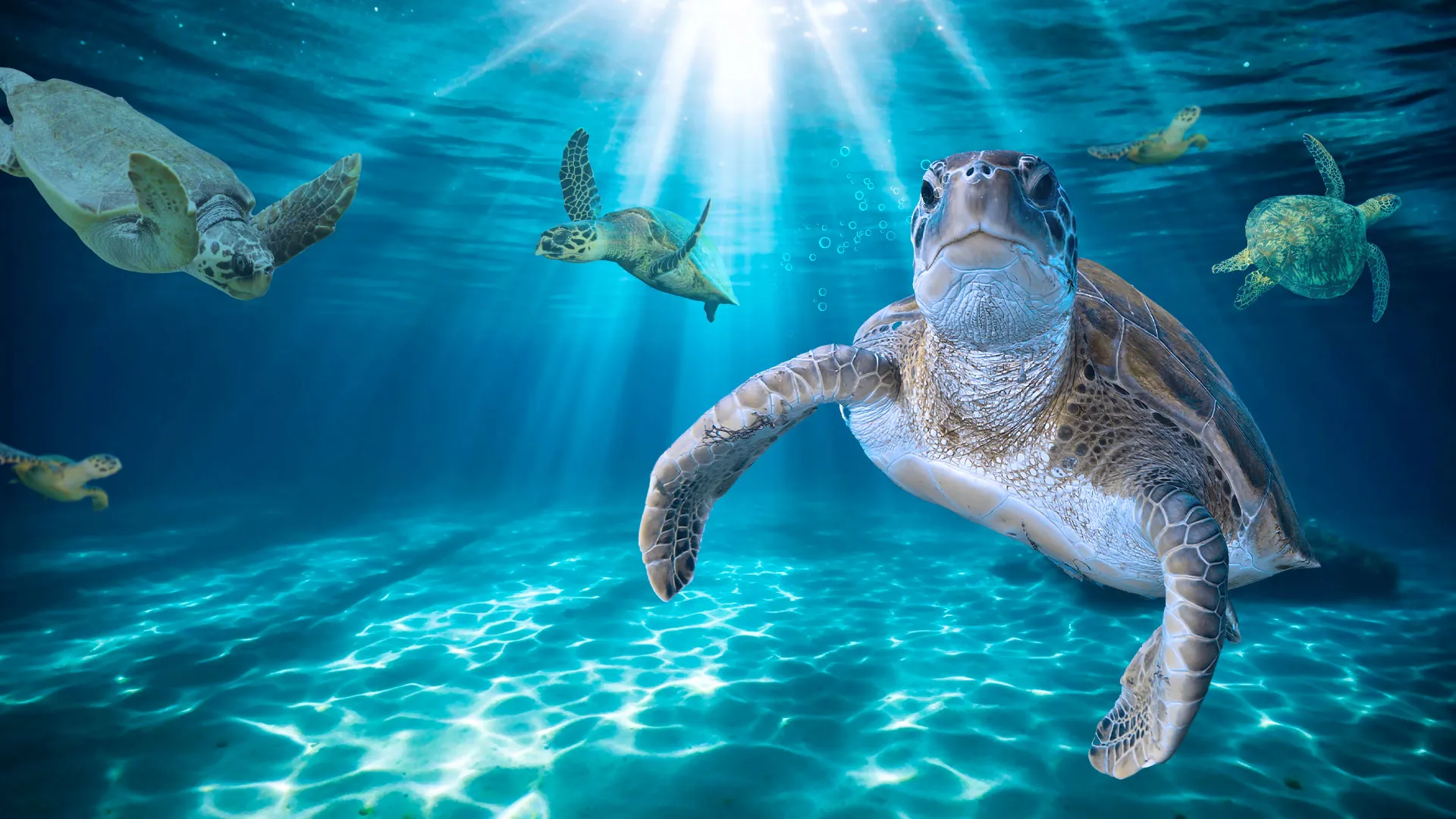 Turtle Rescue 